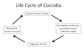 Coccidiosis is a parasitic type of infection, caused by the coccidia parasite. Coccidia Definition And Examples Biology Online Dictionary