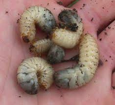 Epingle Par Maturel Sur Potager Jardin De Legumes Systeme Aquaponique Et Jardinage Potager