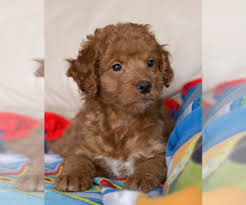 Последние твиты от goldendoodle puppies (@goldendoodleswa). Goldendoodle Puppies For Sale Near Kewanna Indiana Usa Page 1 10 Per Page Puppyfinder Com