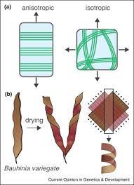 We studied conﬁgurations of strips cut from pod valve tissue and from composite elastic. Snap Crack And Pop Of Explosive Fruit Sciencedirect