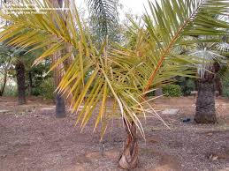 Image result for Raphia ruwenzorica