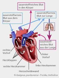 Herzanatomie Anatomie Lernen Medizin Studieren Anatomie Und Physiologie