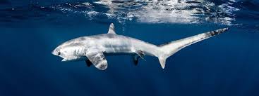 Look through examples of kepala air translation in sentences, listen to pronunciation and learn grammar. Thresher Shark Indonesia Conserving Thresher Shark Through Community Participation
