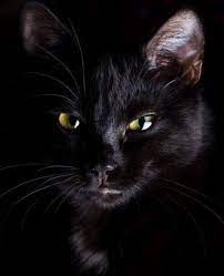 Bombajska crna mačka - Mali crni panter | Vrnjacka Banja