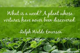 Essay on importance of tree plantation in english in spite of our agonizing history, native american people find much to celebrate. Garden Quotes Best Gardening Quotes By Famous People Install It Direct