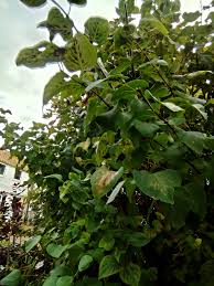 Lilac is regularly troubled by powdery mildews, but they do little damage to the many types of powdery mildew only cause vague symptoms, including curled or distorted leaves. Unwell Lilac Tree Bbc Gardeners World Magazine