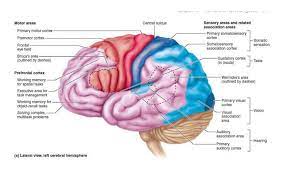 Interneuron ini merupakan sel saraf penyusun sistem saraf pusat, fungsinya untuk meneruskan impuls saraf dari neuron sensori ke neuron motor. Sistem Saraf Manusia Pengertian Bagian Fungsi Sistem