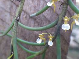 Image result for Nephrangis filiformis