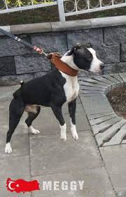 Meggy A D B A From Turkiye Big Dogs Pitbull Dog Black And White Dog