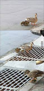 Everything you don't want to happen will happen, and you might find yourself begging for privacy and alone time. Bad Parenting Level Duck 9gag