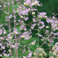 Image result for Thalictrum