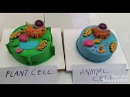 The membrane serves as a barrier to regulate traffic into and out of the cell. Animal Cell And Plant Cell Cake Youtube