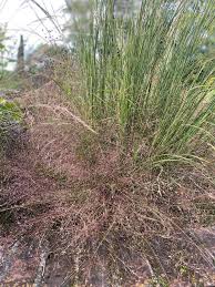 Image result for Eragrostis exasperata