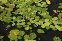 Image result for Caldesia parnassifolia