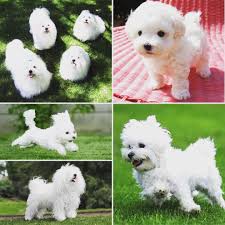 Not The Tasty Italian Sauce The Bolognese Like Their Cousin The Bichon Frise Is A Small White Dog With Curly Hair Unlike The Bic White Dogs Dog Breeds Pets