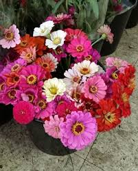 Welcome to nashville's most unique place to buy bulk flowers! Import Flowers 3636 Murphy Rd Nashville Tn Florists Mapquest