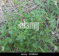 Image result for Orthosiphon schimperi