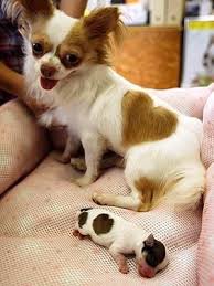 Mother Dog And Baby With Hearts On Their Sides Cute Chihuahua Chihuahua Puppies Chihuahua
