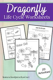 Illustrator of life cycle of the dragonfly. The Life Cycle Of A Dragonfly Coloring Book