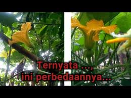 Untuk meringankan pemuatan (loading) halaman, artikel ini dibagi dalam beberapa halaman. Rejo Nursery Cara Membedakan Bunga Labu Waluh Jantan Dan Betina
