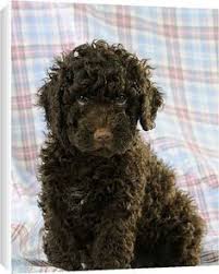 Another posits that the breed was introduced to spain by. 100 Spanish Water Dog Ideas Spanish Water Dog Water Dog Dog Photos