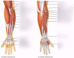 There are eight muscles in the anterior compartment of forearm arranged in three layers. Anatomy Arm And Forearm Muscles Diagram Quizlet