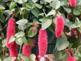 Busta rhymes tribute band — touch it 02:37. Plants Kids Love To Touch Kid Friendly Garden Plants Hgtv