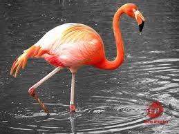 Birds Of The Bahamas Photos Caribbean Flamingo National Bird Of Bahamas Flamingo Caribbean Bird