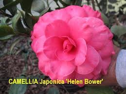 Camellia Japonica Varieties And Images Japonica Flower Garden