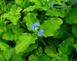Image result for Commelina benghalensis