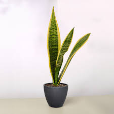 Image result for Sansevieria trifasciata