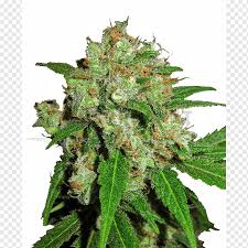 Sensi seeds is the oldest seed bank in the world that is a home to many strains of international fame, and boasts the largest collection of cannabis genetics. Skunk Sensi Seeds Cannabis Seed Bank Skunk Animals Hybrid Hemp Family Png Pngwing