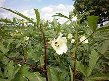 They are often grown as an ornamental in its dwarf state, but can grow up to 25 feet tall when planted in the soil and properly fertilized. Okra Wikipedia