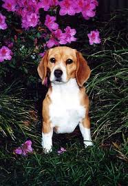 Porthos The Beagle Enterprise Star Trek Cute Dogs Photo
