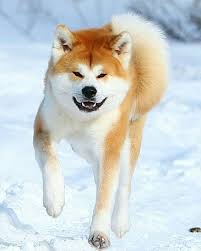 Check spelling or type a new query. Akita Inu Snow Sooo Happy Akita Dog Japanese Akita Japanese Dogs