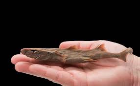 Ikan terbesar di dunia ini dapat tumbuh ikan ini memiliki ukuran tubuh yang kecil, meski kecil namun corak warnanya berhasil membuat ikan tawes di dunia internasional biasa disebut dengan nama java barb atau silver barb. Menggemaskan Ini 5 Hewan Terkecil Di Dunia Indozone Id