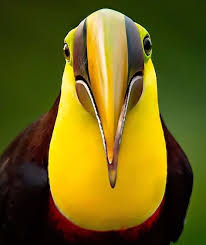 Birds That Start With A C 2 899 Curtidas 15 Comentarios Nature Animal Thenatureanimal No Instagram Yellow Throated Toucan I M Sure Someone Can Come Up With A Good M Em 2020 Planetas