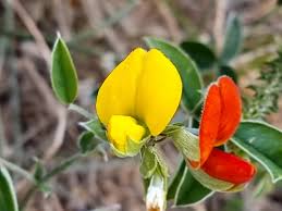 Image result for Argyrolobium vaginiferum