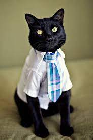 pin on awesome animals