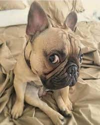 Vinyl wall decal geometric polygonal dog french bulldog pet stickers. 210 Francia Bulldog Ideas Francia Bulldog Bulldog Kutya