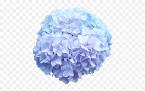 We did not find results for: Baby Blue Hydrangea Png Flower Transparent Background Free Transparent Png Images Pngaaa Com
