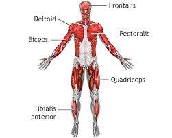 Weakness and tingling in your extremities are usually the first symptoms. Guillain Barre Syndrome Information Mount Sinai New York