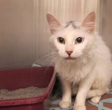 Ex-Gopher survives venomous snake bite only to land in court battle