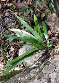 Image result for Lepisorus