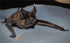Little brown bats and mexican free. Bat Removal In Cary 919 896 4278 27511 Bat Removal Cary North Carolina We Are Bat Removal In Cary North Carolina