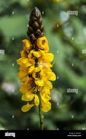 Image result for Senna didymobotrya
