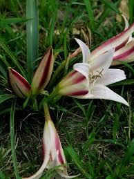 Image result for Crinum lugardiae
