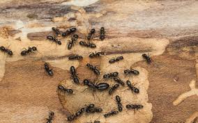 home remes to get rid of ants