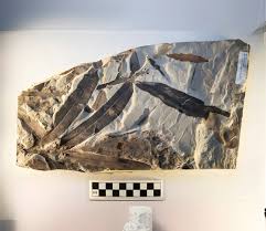 Image result for Oreophyton