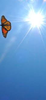 The monarch butterfly is the most beautiful and interesting creature in the insect world, and its migration is a source of fascination for many. Aesthetic Butterfly Top Free Aesthetic Butterfly Butterfly Trends Iphone11wallpaper Simple Iphone Wallpaper Iphone Wallpaper Images Iphone Wallpaper Grunge